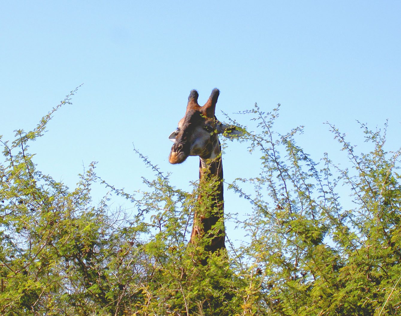 Kruger - Giraffe Peeking over Tree.jpg